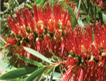 Grevillia